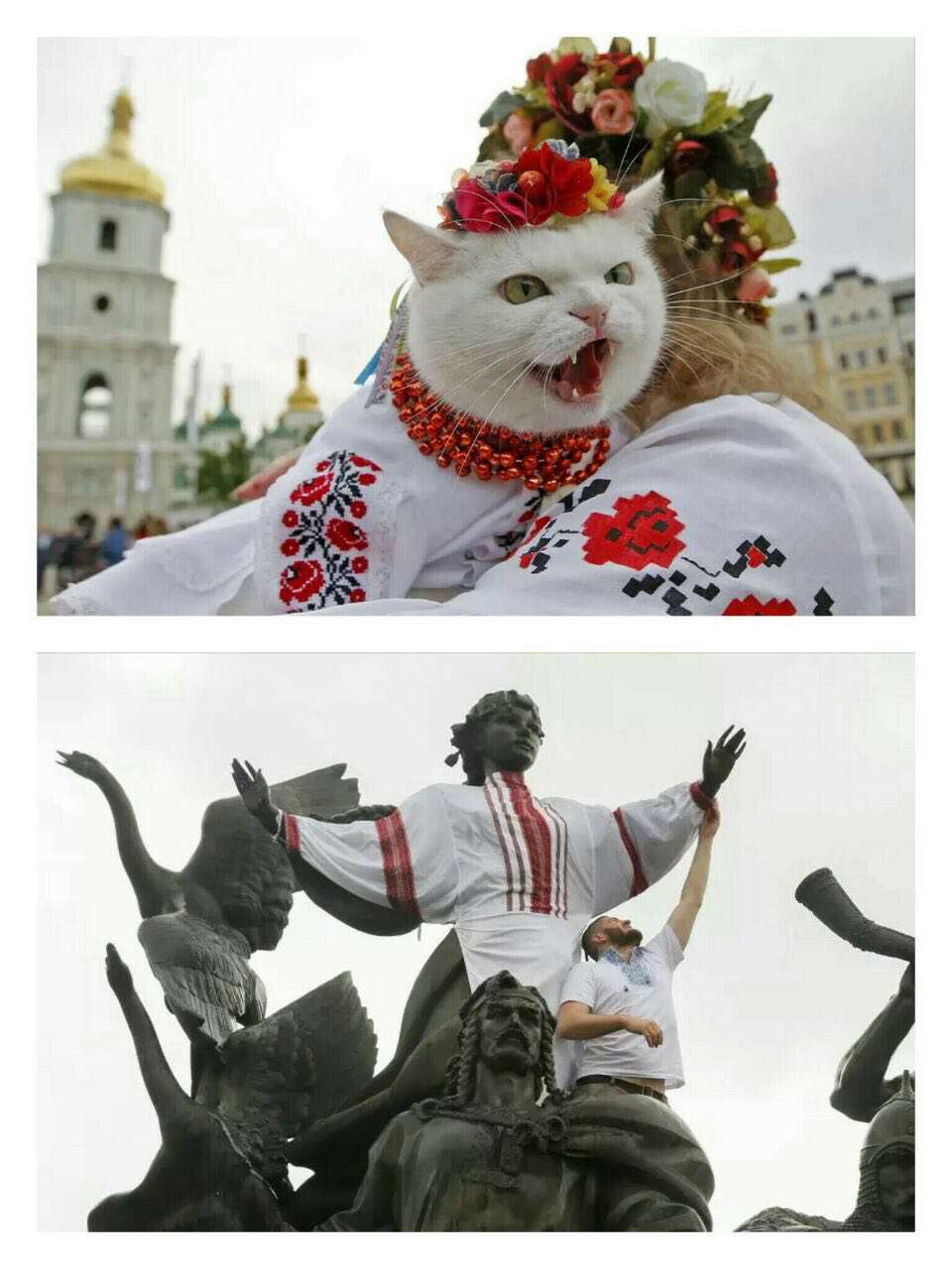 پوشاندن لباس های سنتی اوکراینی به گربه در جریان یک جشن ملی در میدان صوفیه کی یف